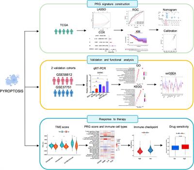 A pyroptosis-related gene signature for prognostic and immunological evaluation in breast cancer